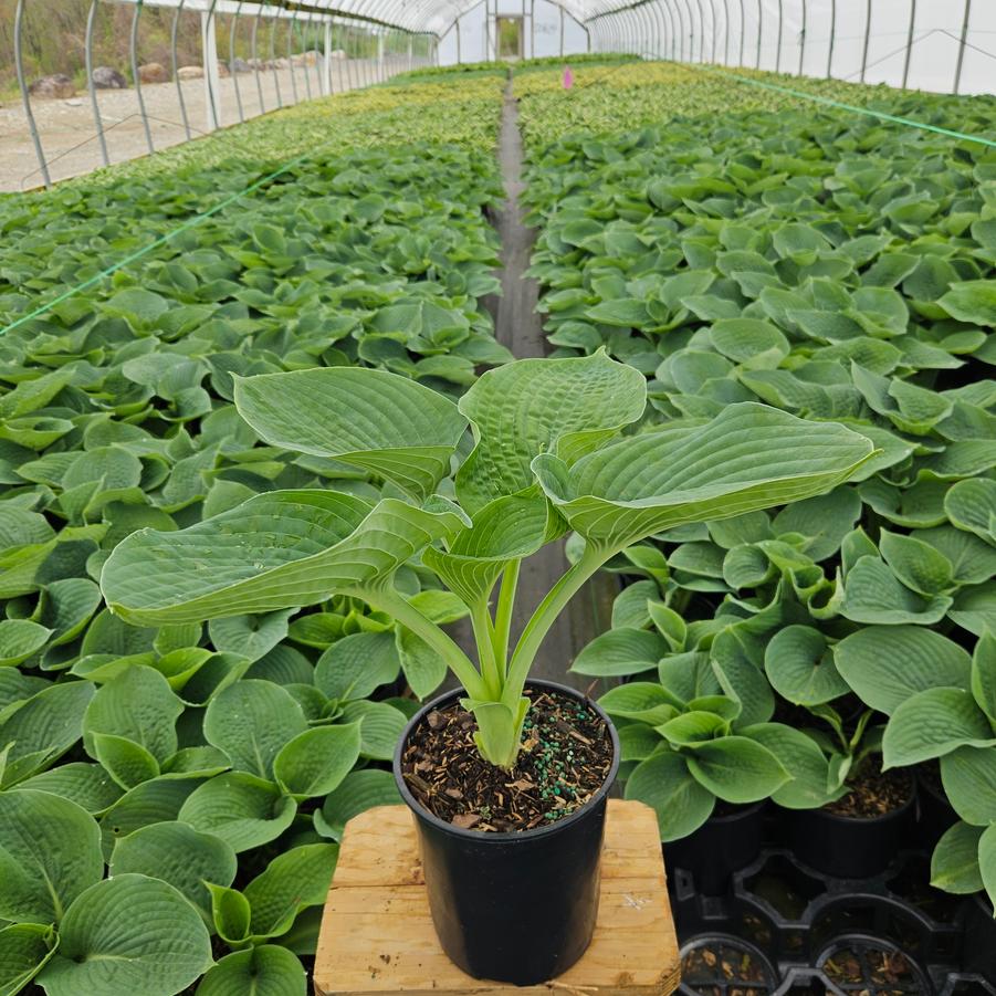 Hosta sieboldiana Elegans