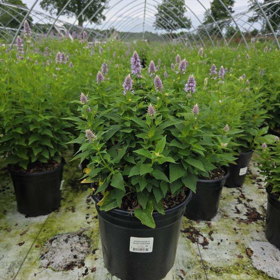 Agastache x 'Blue Fortune'