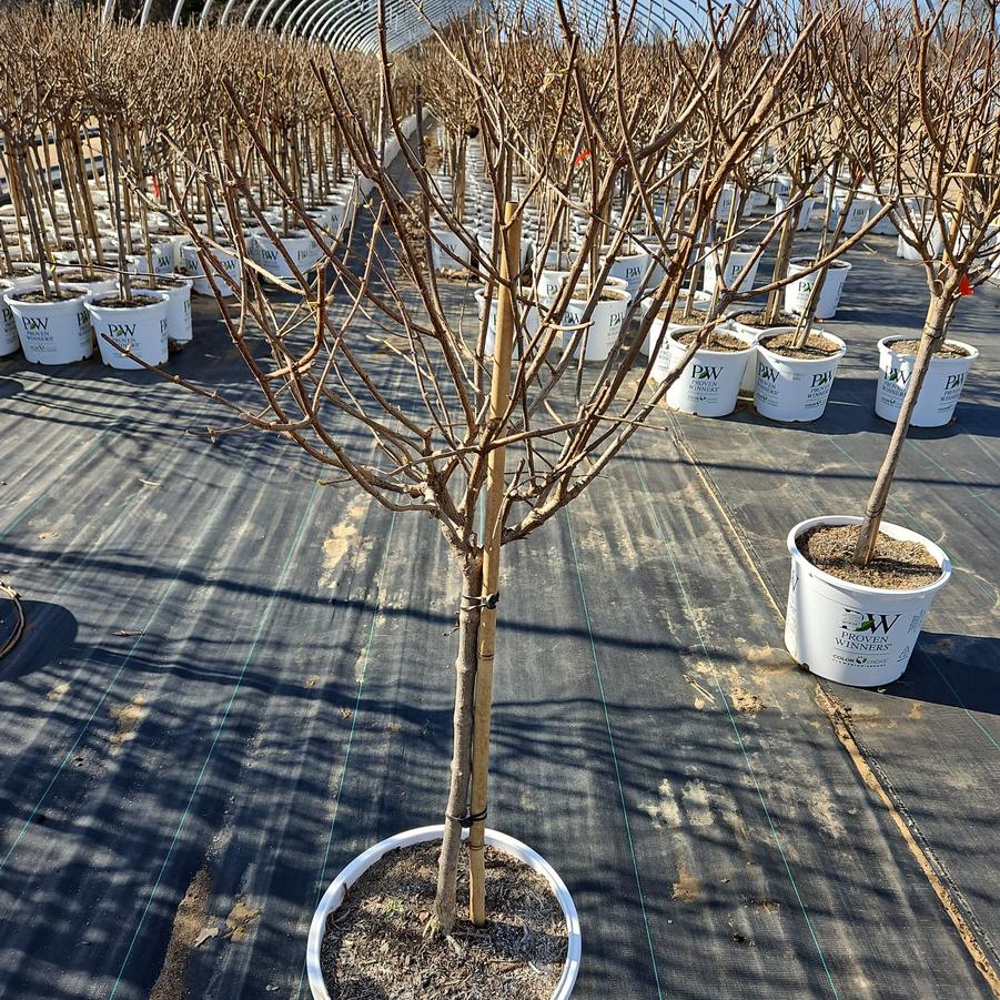 Hydrangea pan. 'Limelight'