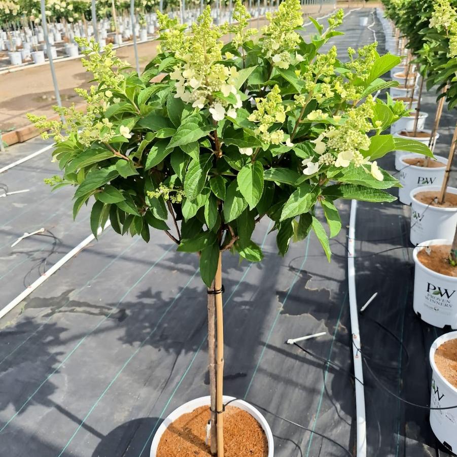 Hydrangea paniculata Pinky Winky®