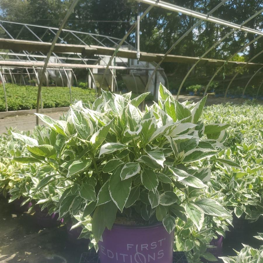 Hydrangea macrophylla Light O Day