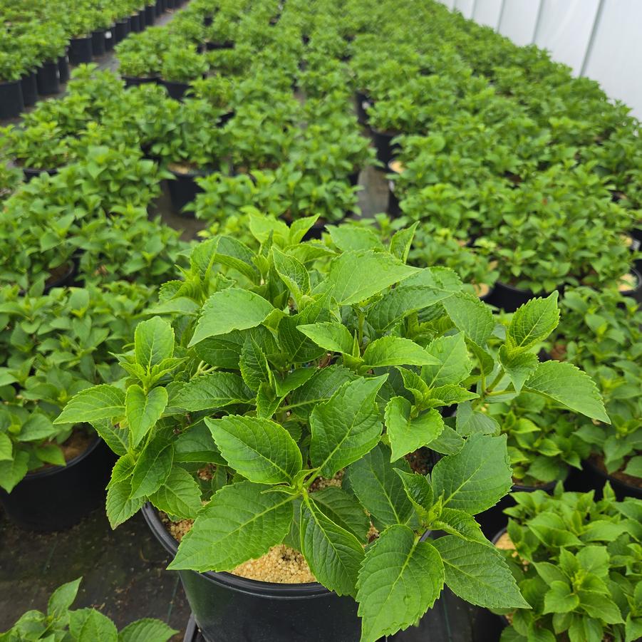 Hydrangea macrophylla Next Generation® Pistachio