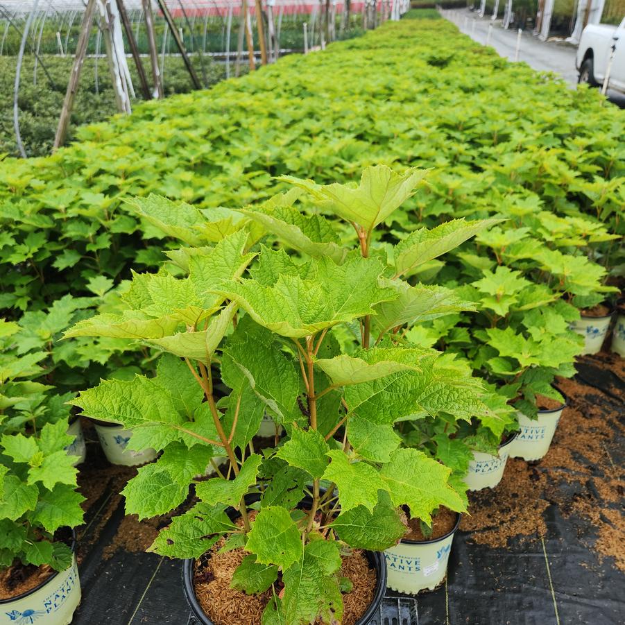 Hydrangea quercifolia 'Alice'