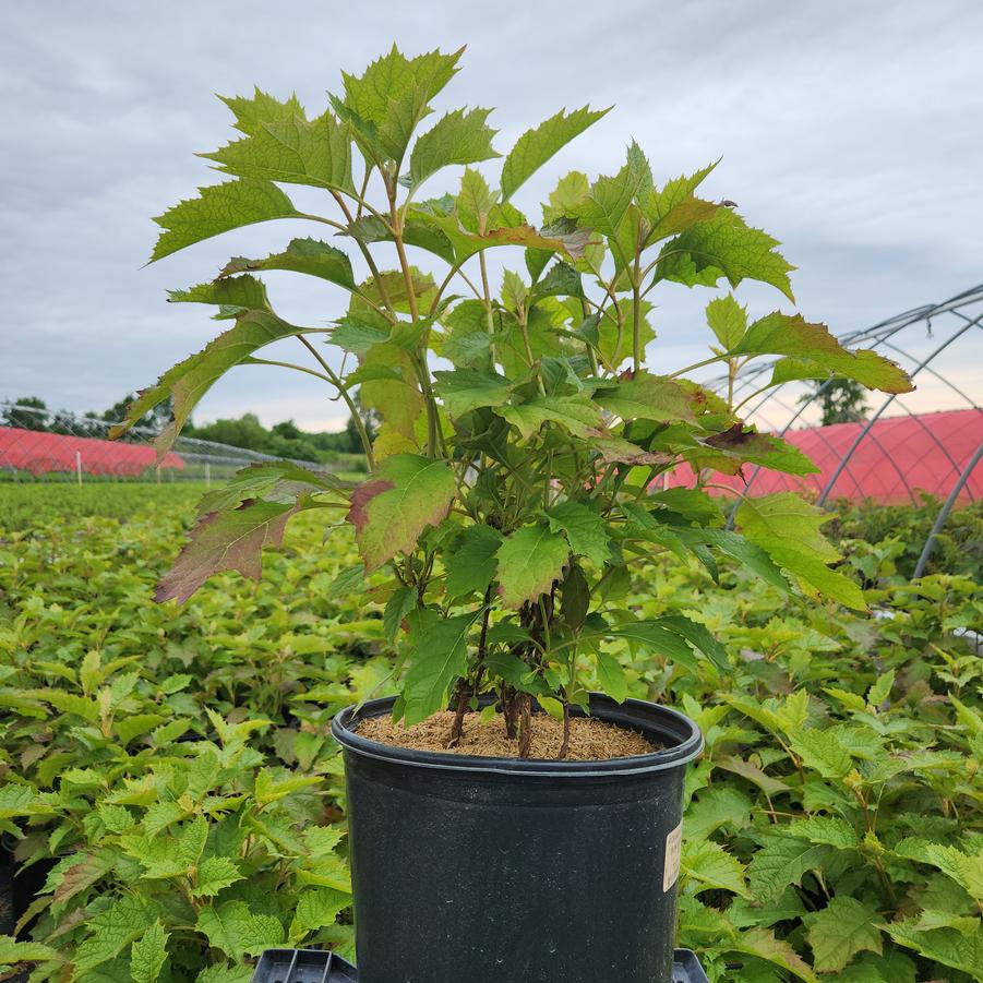 Hydrangea quercifolia Snow Queen™