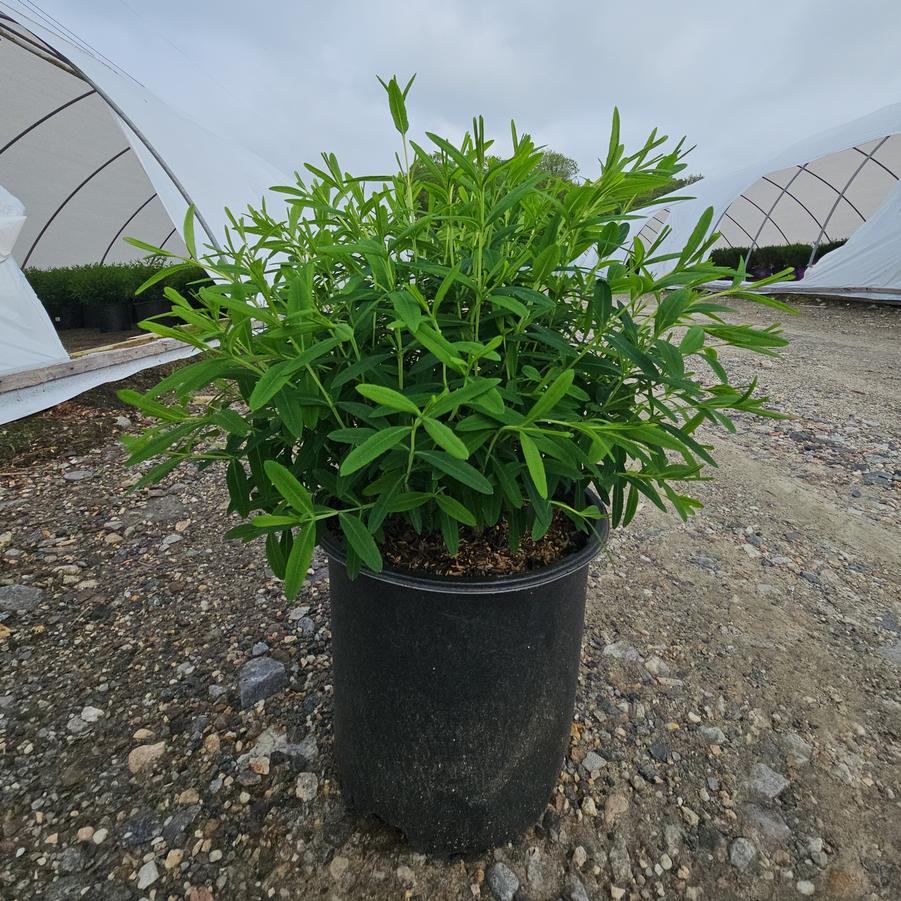 Hypericum frondosum 'Sunburst'