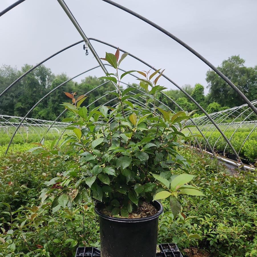Ilex x 'Apollo'