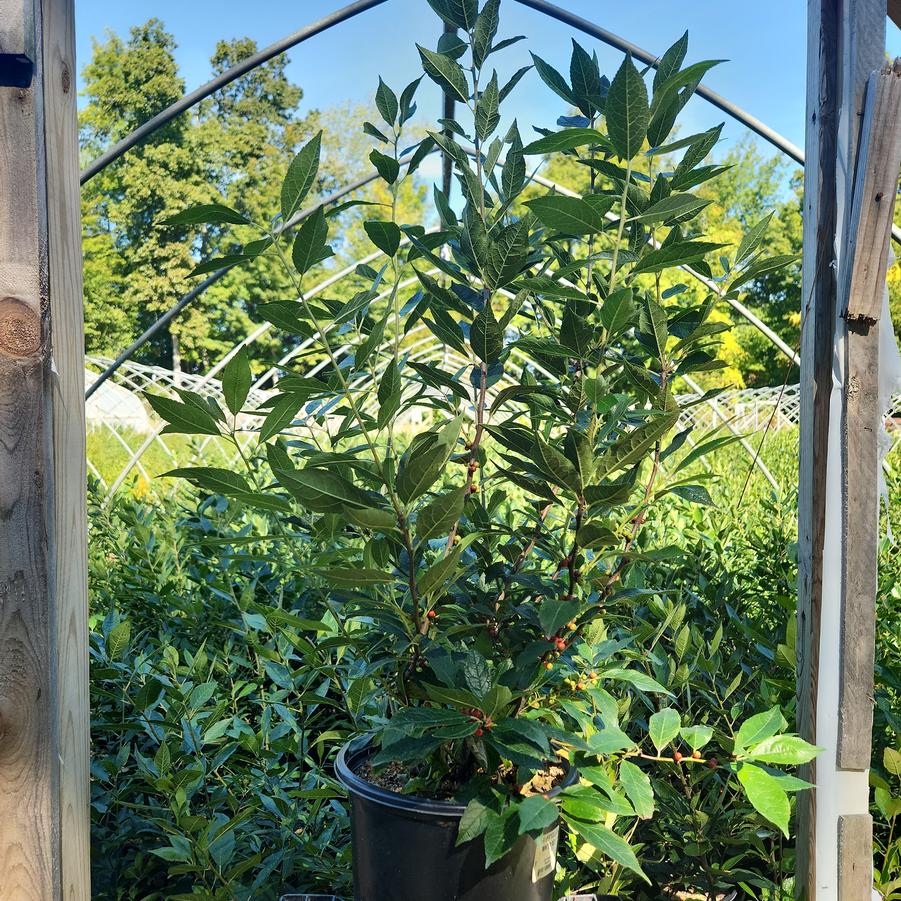Ilex verticillata 'Winter Red'