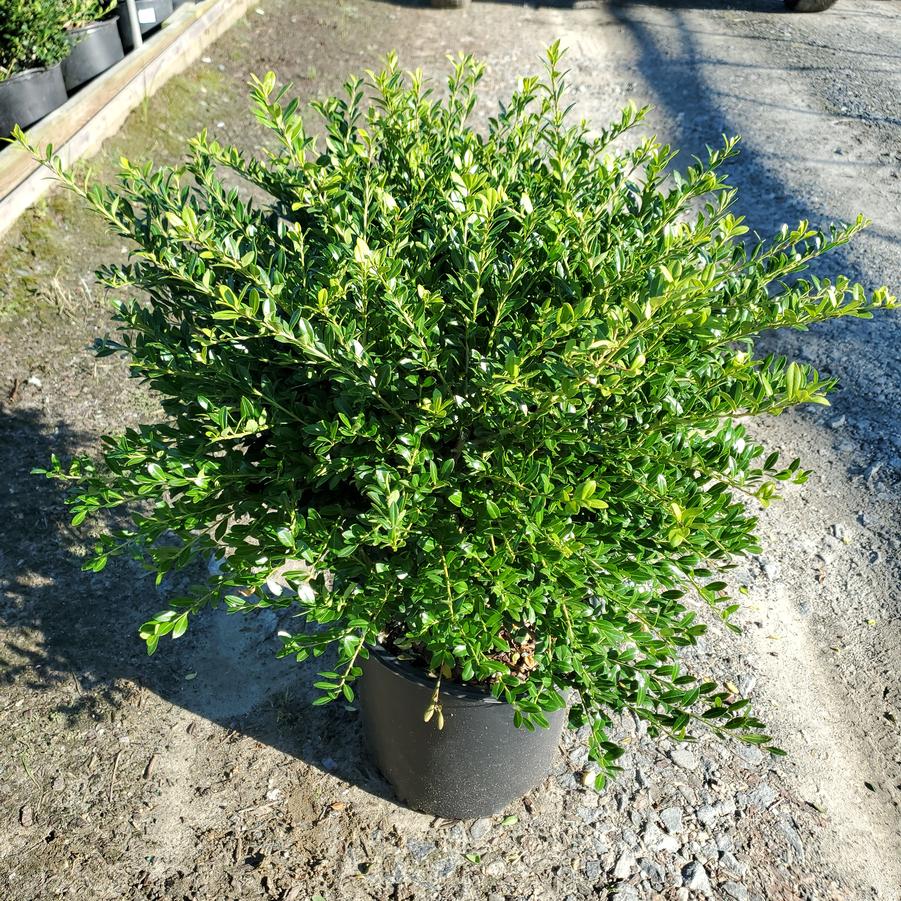 Ilex crenata 'Green Lustre'