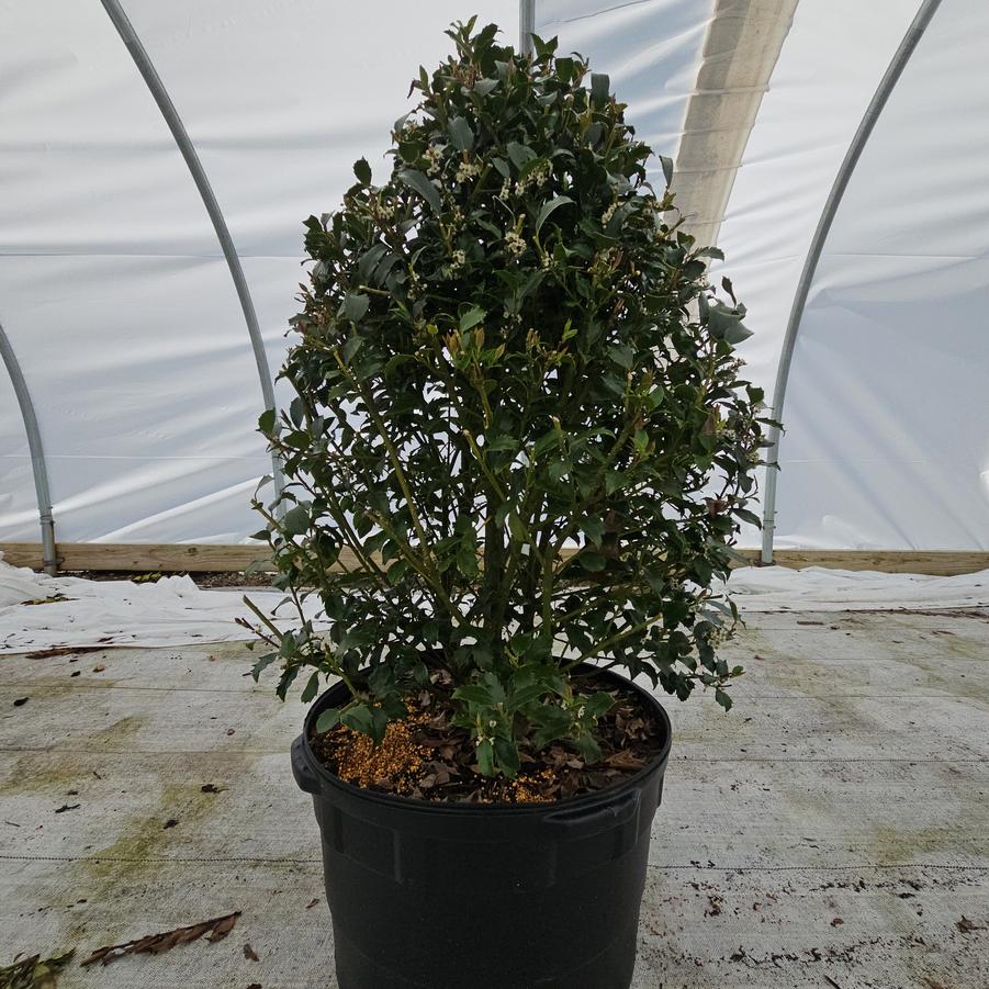 Ilex X meserveae Blue Maid