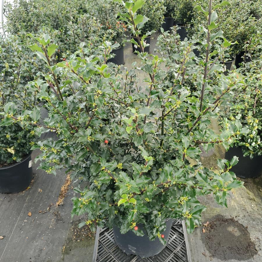 Ilex X meserveae Blue Princess