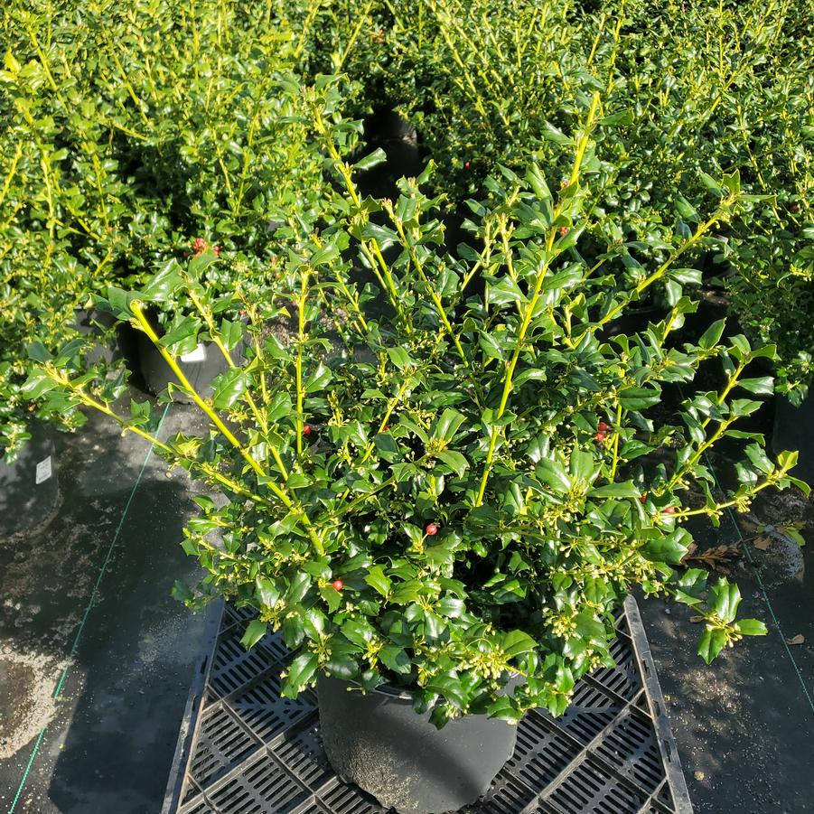 Ilex X meserveae China Girl