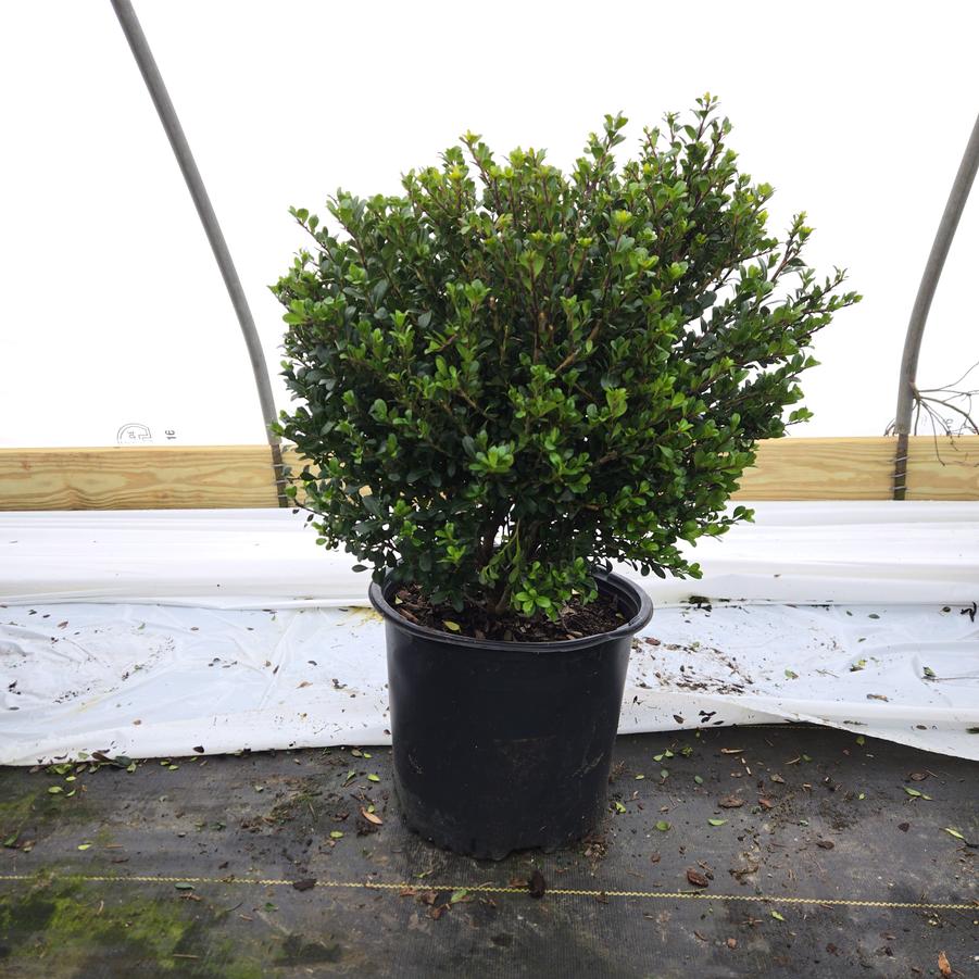 Ilex crenata 'Compacta'