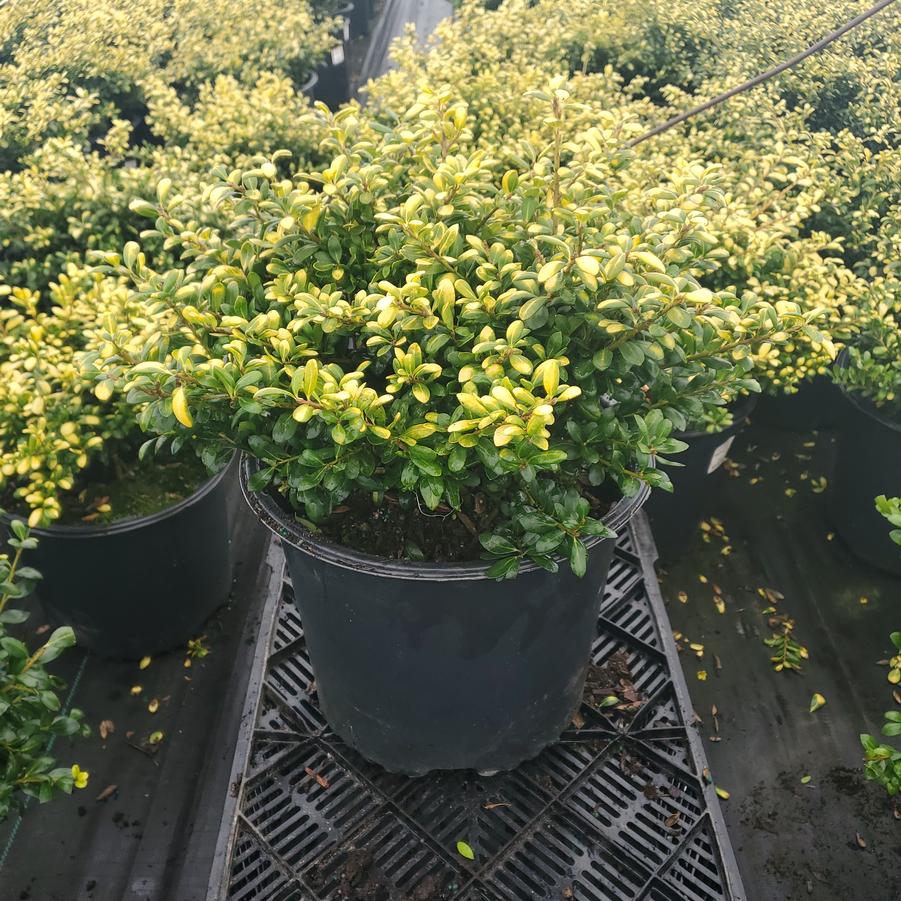 Ilex crenata Drops of Gold