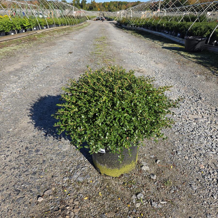 Ilex crenata 'Helleri'