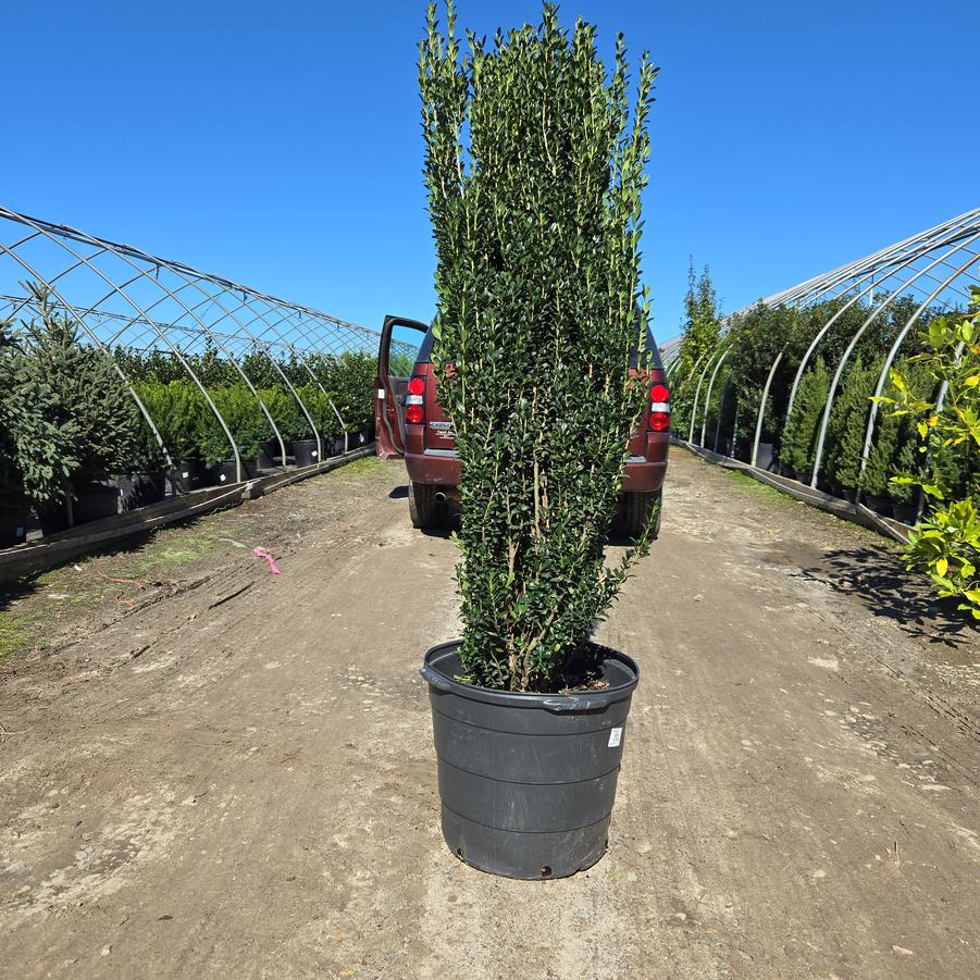 Ilex crenata 'Sky Pencil'