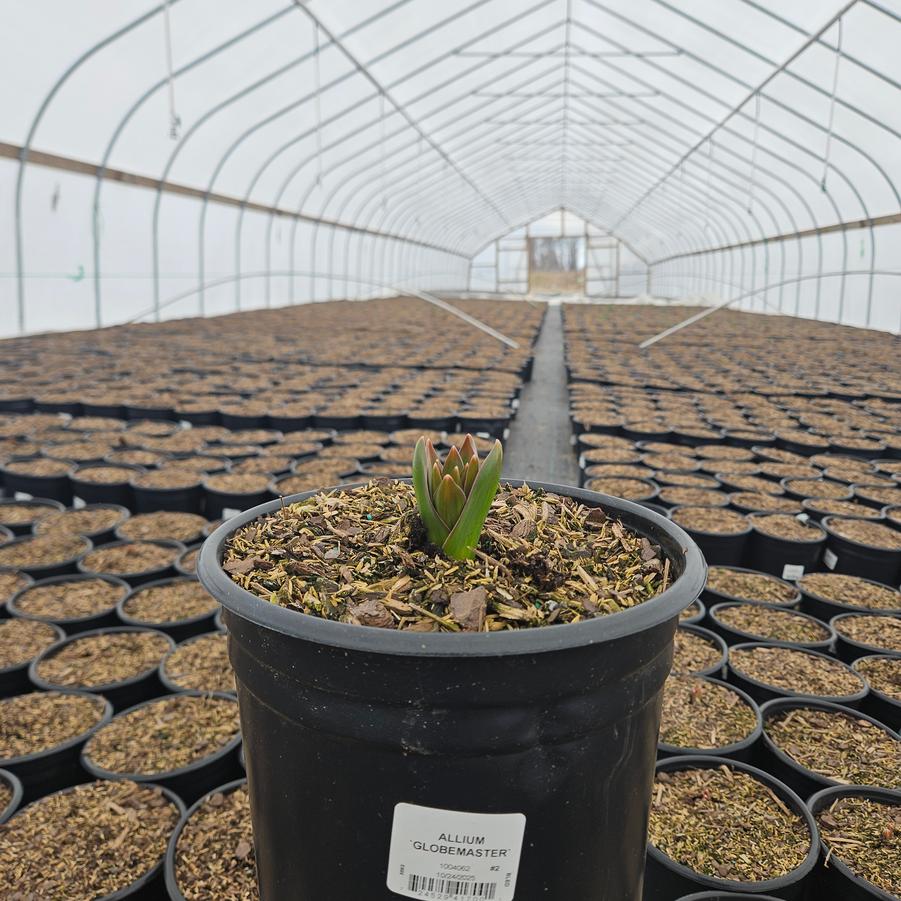 Allium x 'Globemaster'