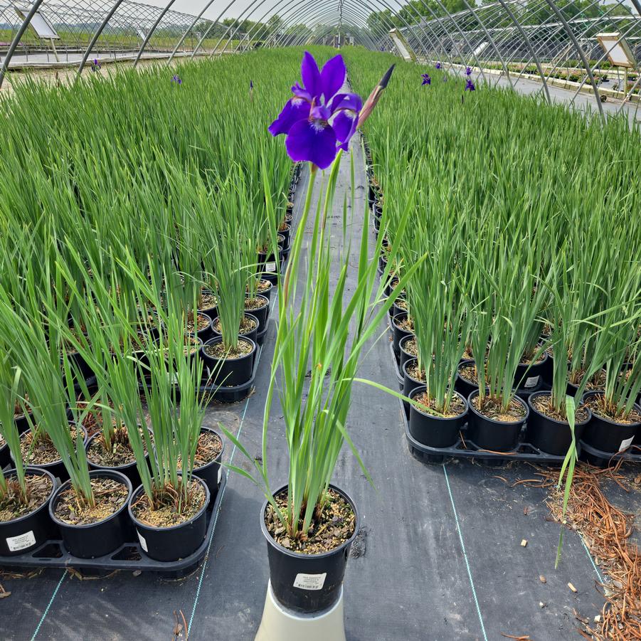 Iris sibirica Caesars Brother