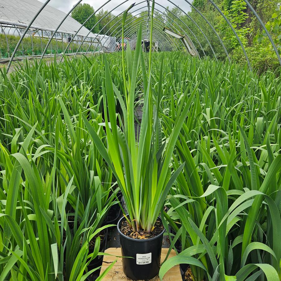 Iris versicolor 