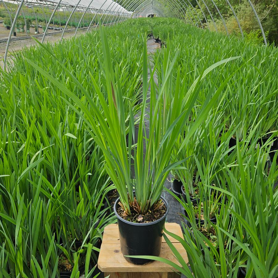 Iris ensata 'Lion King'