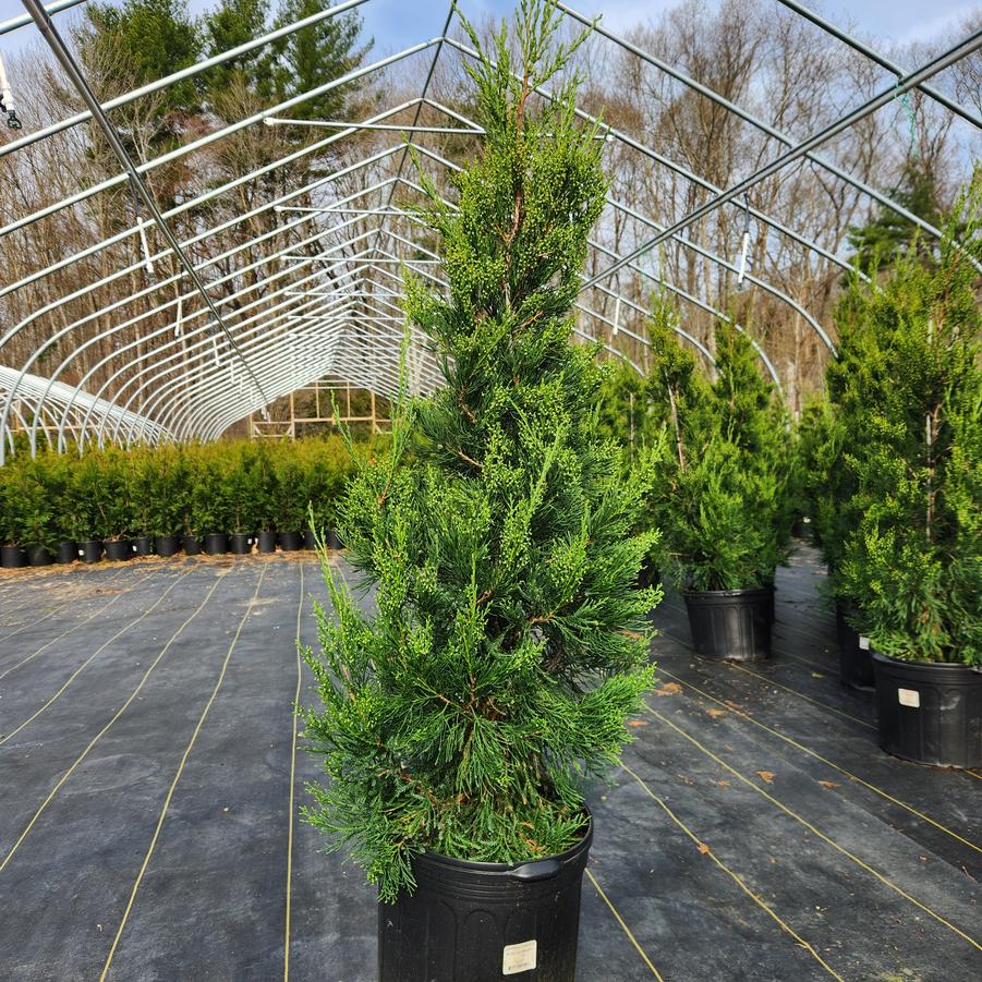 Juniperus c. Hetzii columnaris