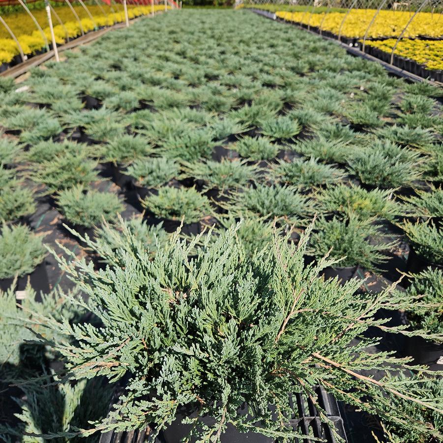 Juniperus horizontalis 'Bar Harbor'