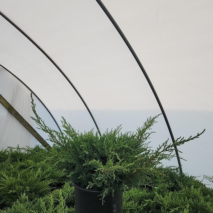 Juniperus c. Pfitzer Compacta