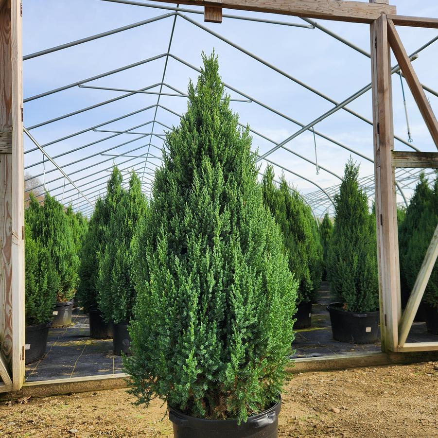 Juniperus chinensis Blue Point