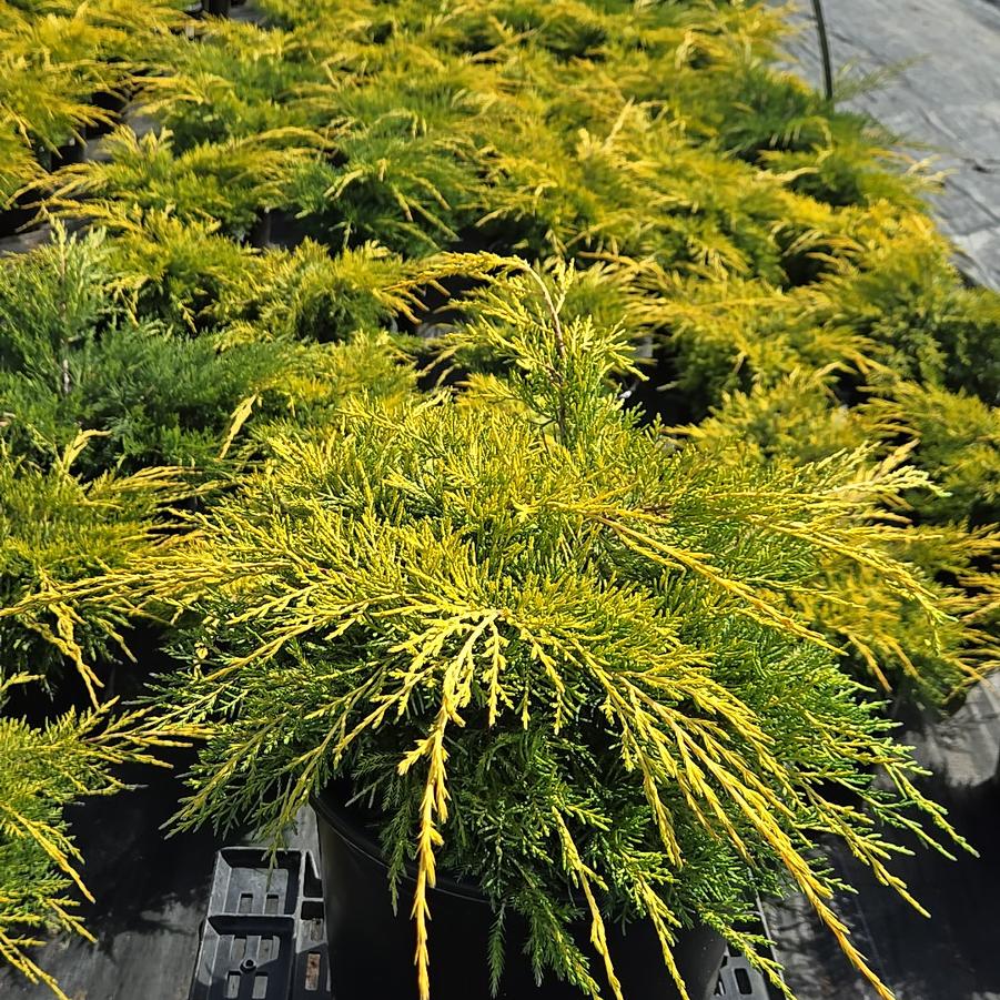 Juniperus chinensis Gold Lace