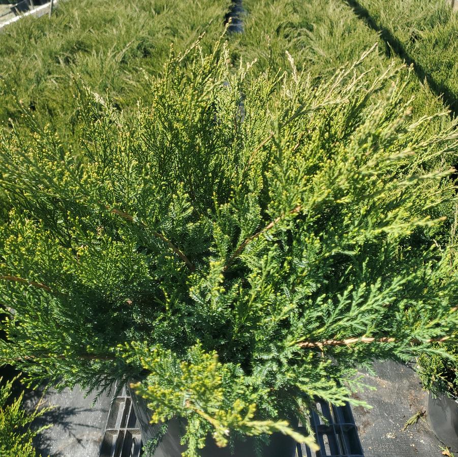 Juniperus chinensis Sea Green