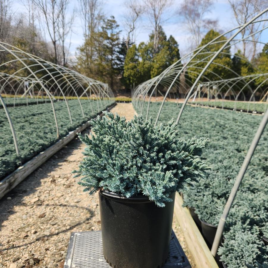 Juniperus squamata 'Blue Star'