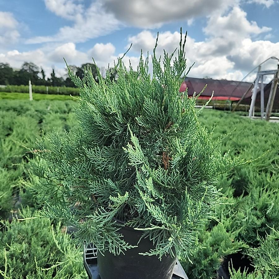 Juniperus virginiana 'Grey Owl'