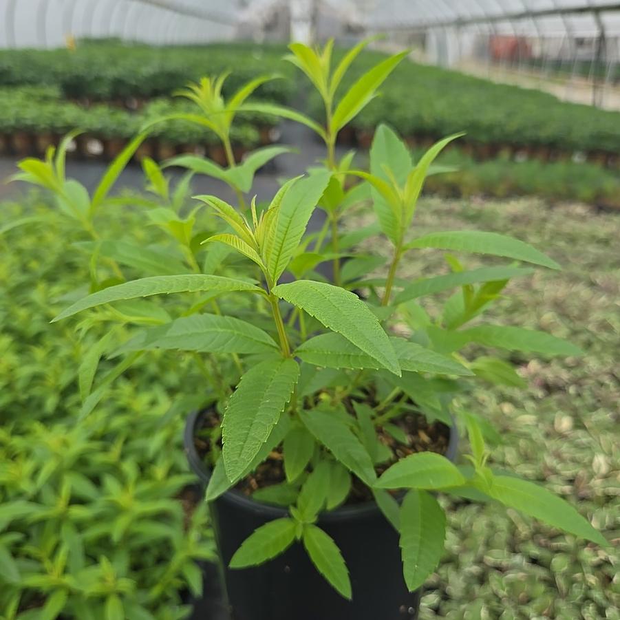 Aloysia triphylla 