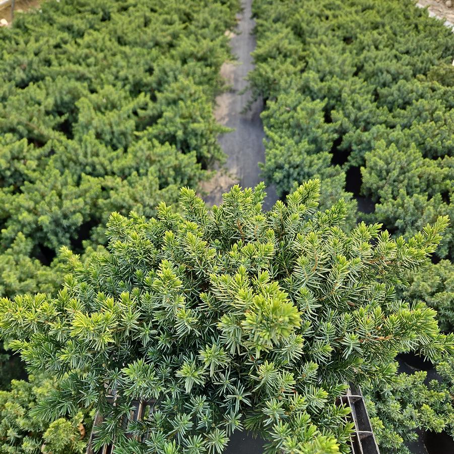 Juniperus conferta Blue Pacific