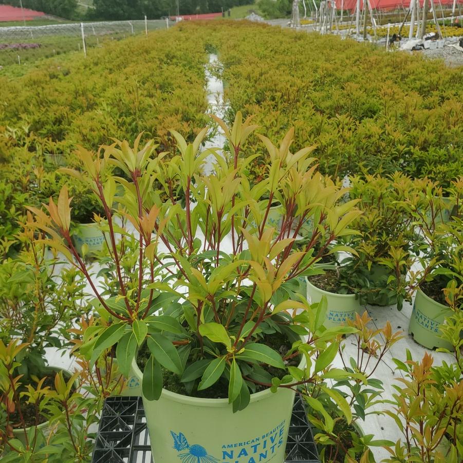 Kalmia latifolia Pink Charm