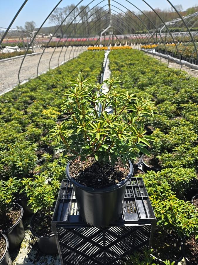 Kalmia latifolia 'Elf'