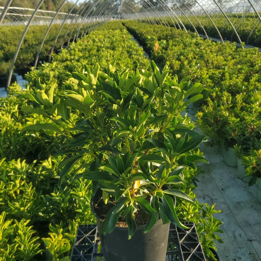 Kalmia latifolia 'Snowdrift'