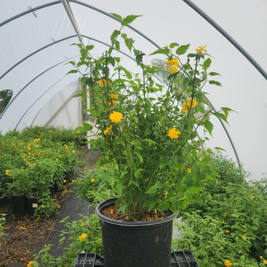 Kerria japonica Pleniflora