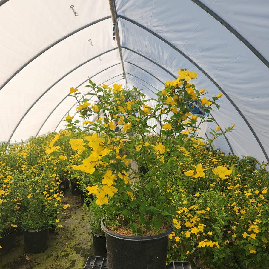 Kerria japonica Golden Guinea