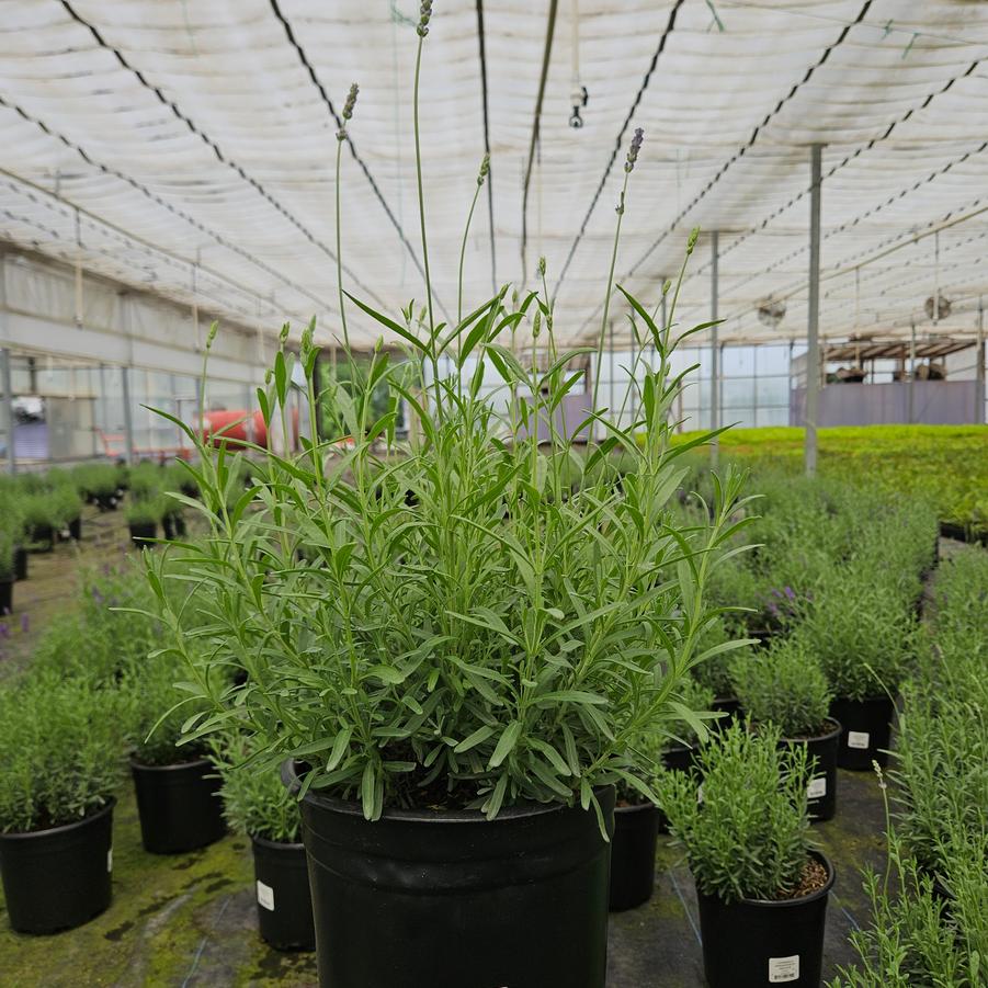 Lavandula angustifolia 'Hidcote'
