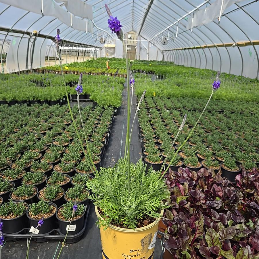 Lavandula pinnata 