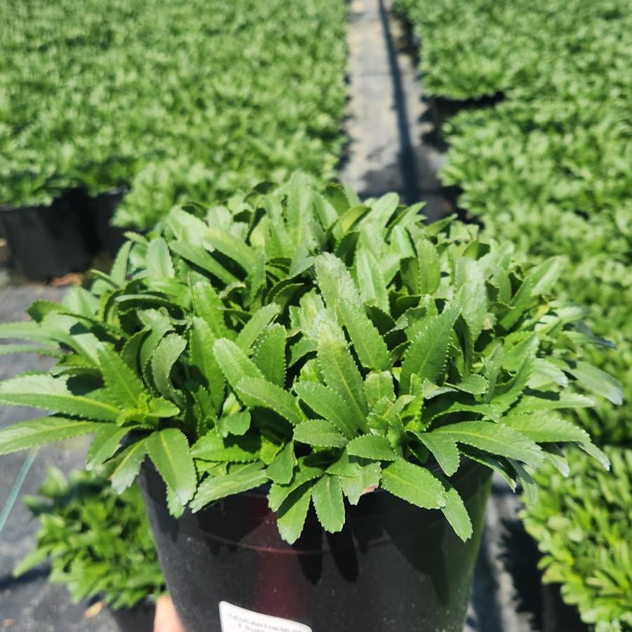 Leucanthemum superbum 'Snowcap'