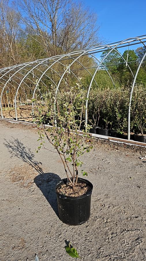 Amelanchier canadensis 