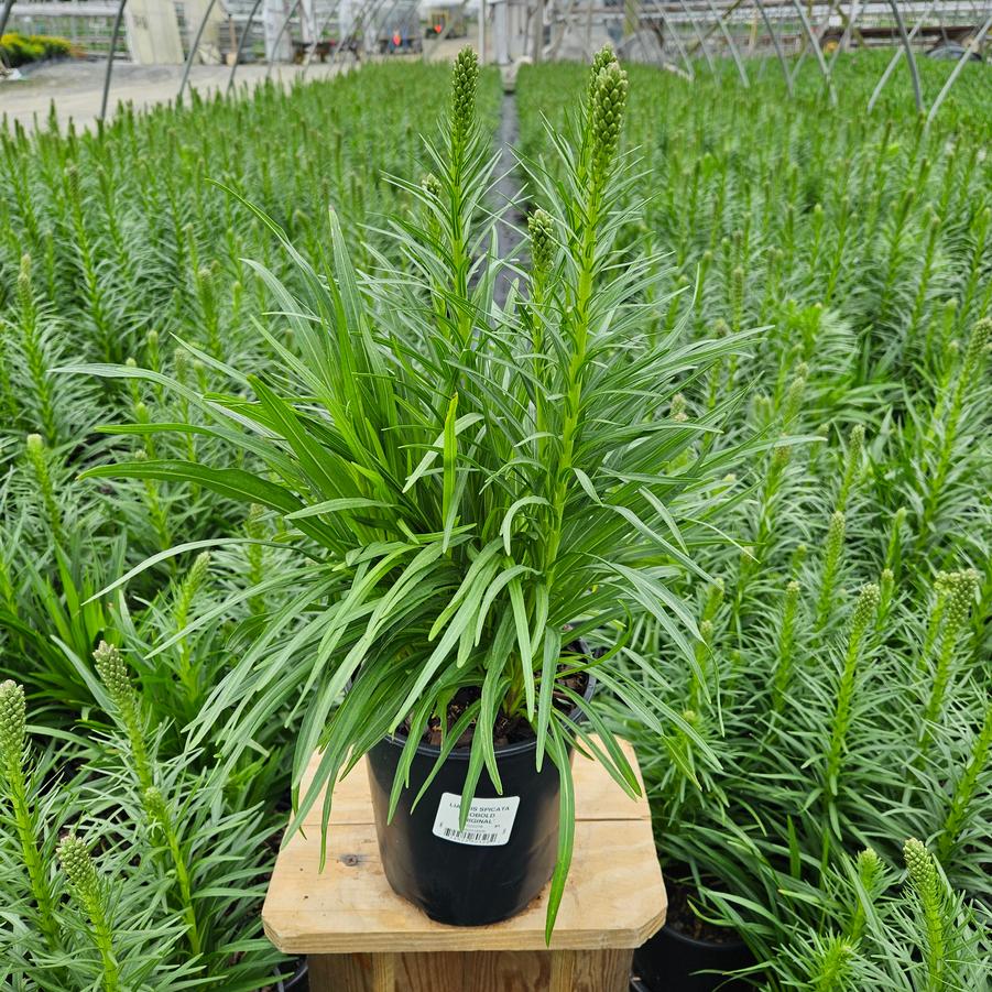 Liatris spicata Kobold Original