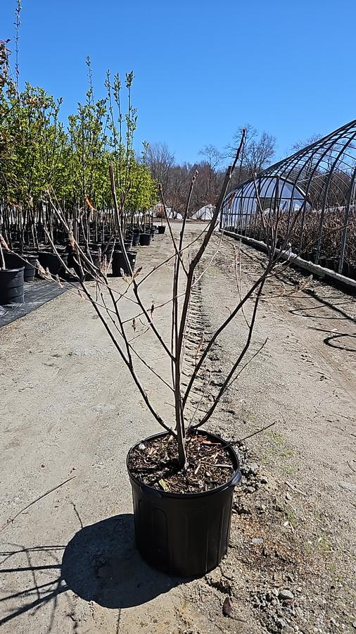 Amelanchier X 'Autumn Brilliance'