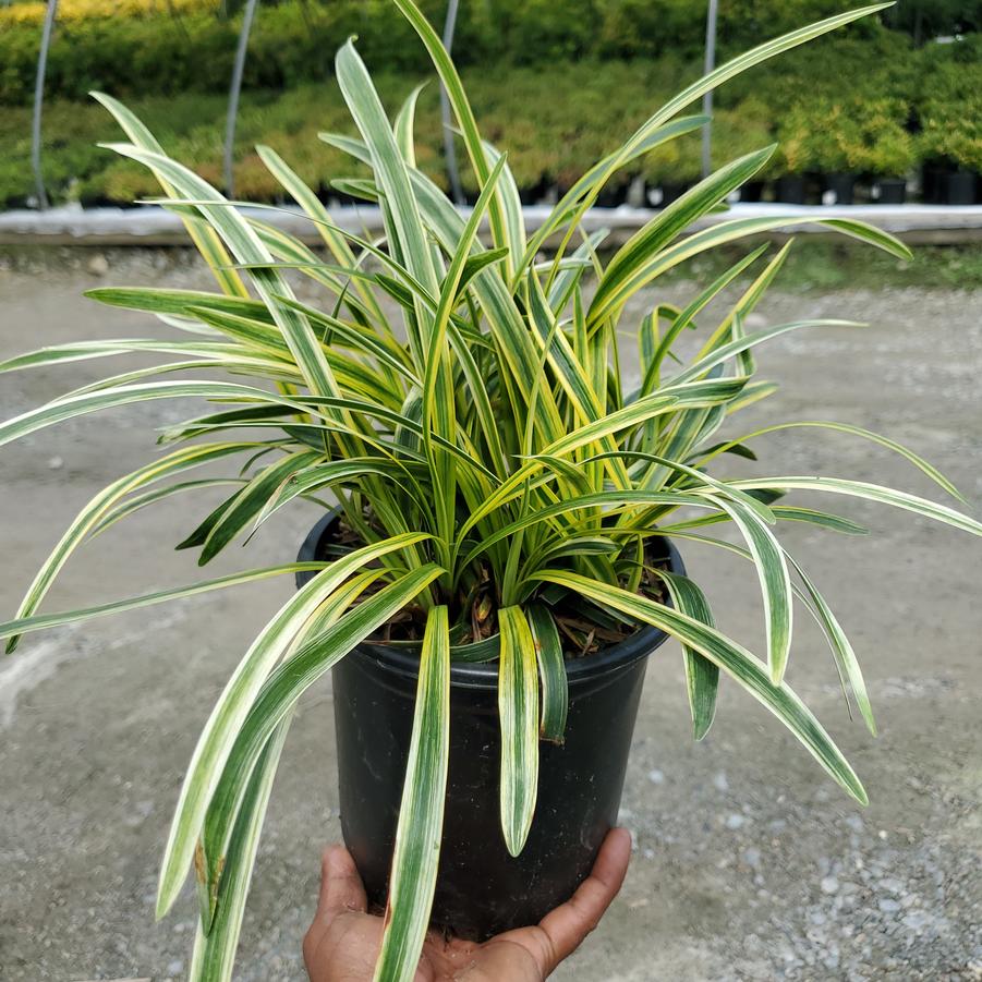 Liriope muscari 'Variegata'