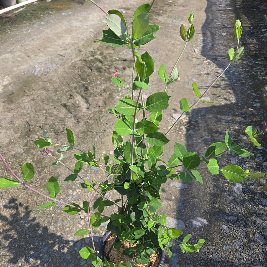 Lonicera periclymenum 'Peaches and Cream'