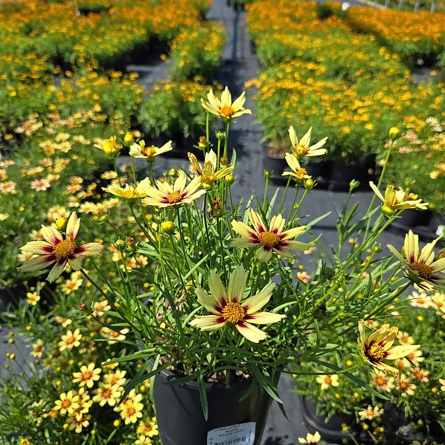 Coreopsis x Li'l Bang™ 'Starlight'