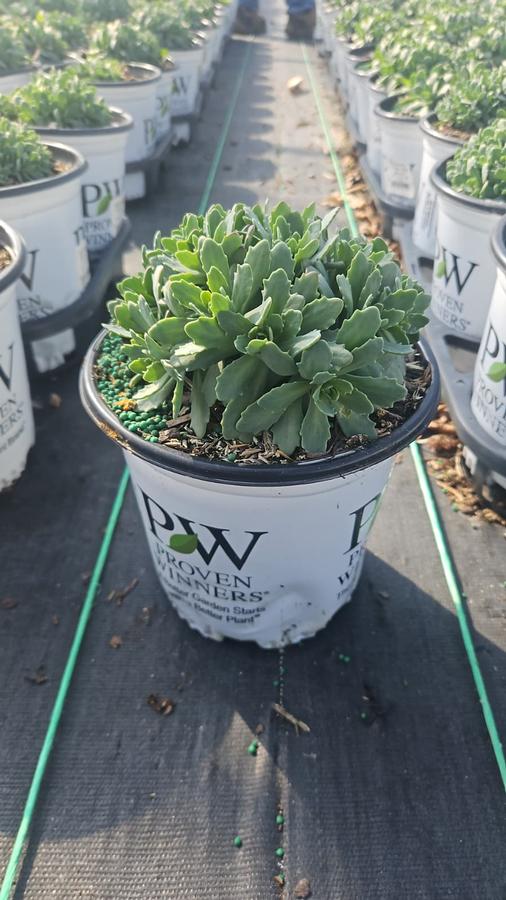 Sedum x Rock 'N Round® 'Pride and Joy'