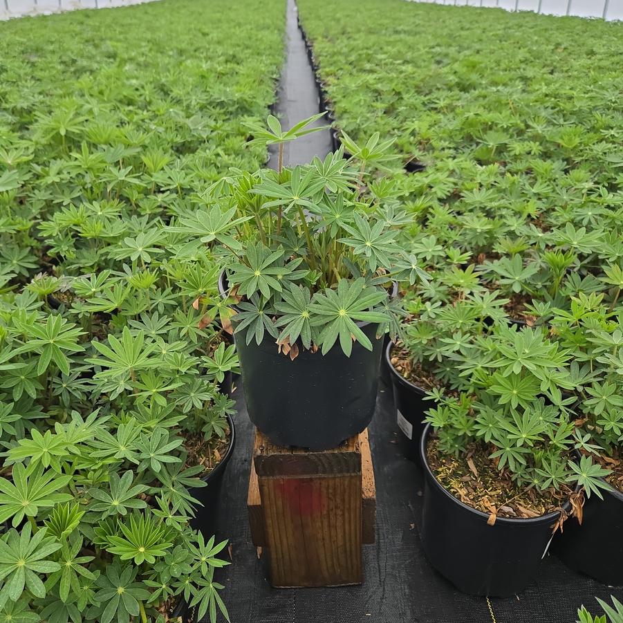 Lupinus Russell Hybrids Mix