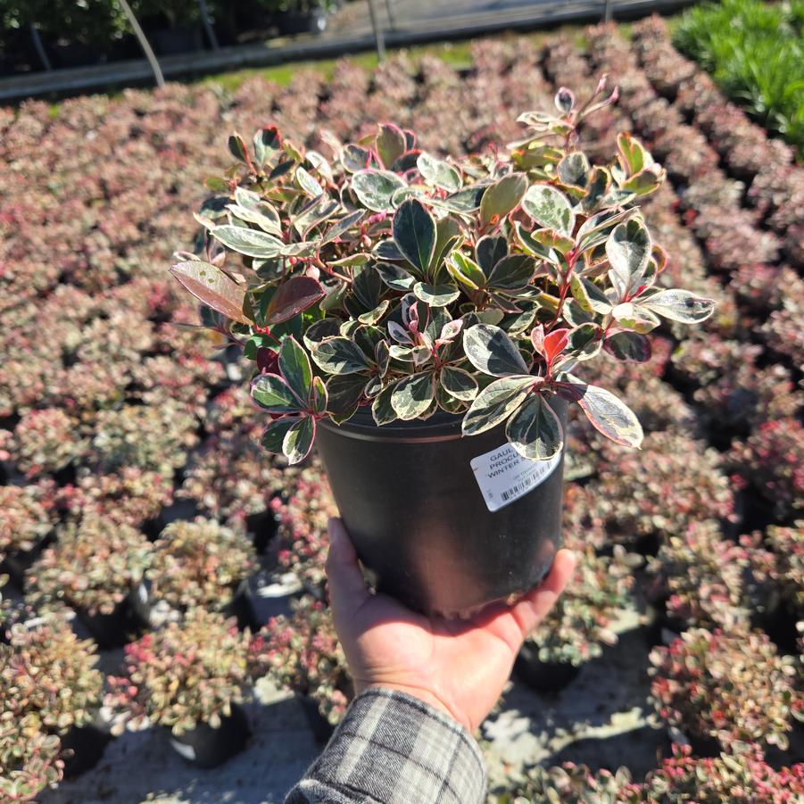 Gaultheria procumbens Winter Splash™